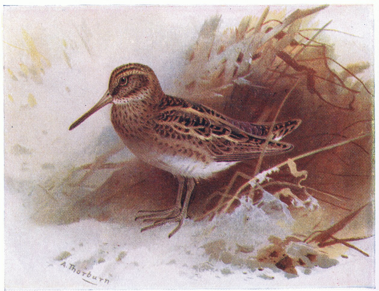 Jack Snipe, from Birds of the British Isles and Their Eggs by Archibald Thorburn