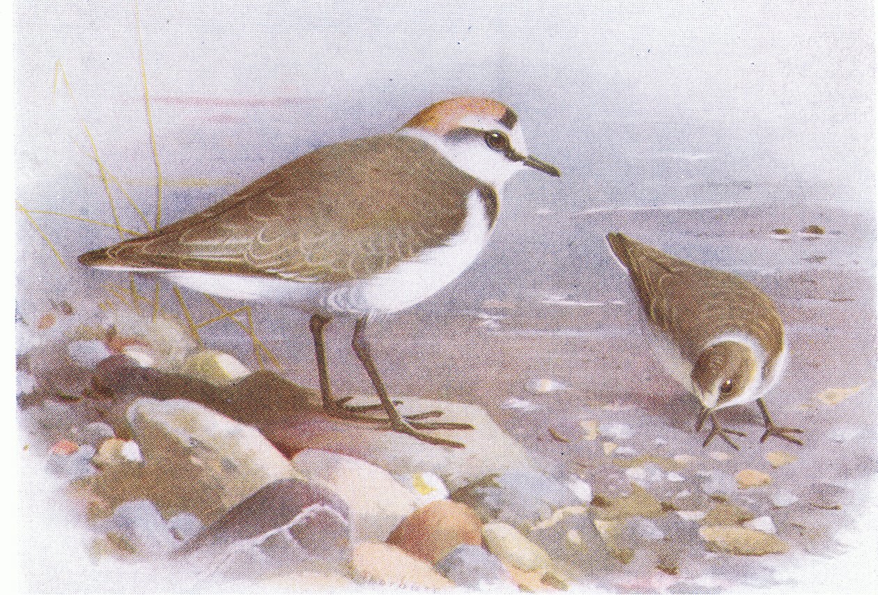 Kentish Plover, from Birds of the British Isles and Their Eggs by Archibald Thorburn