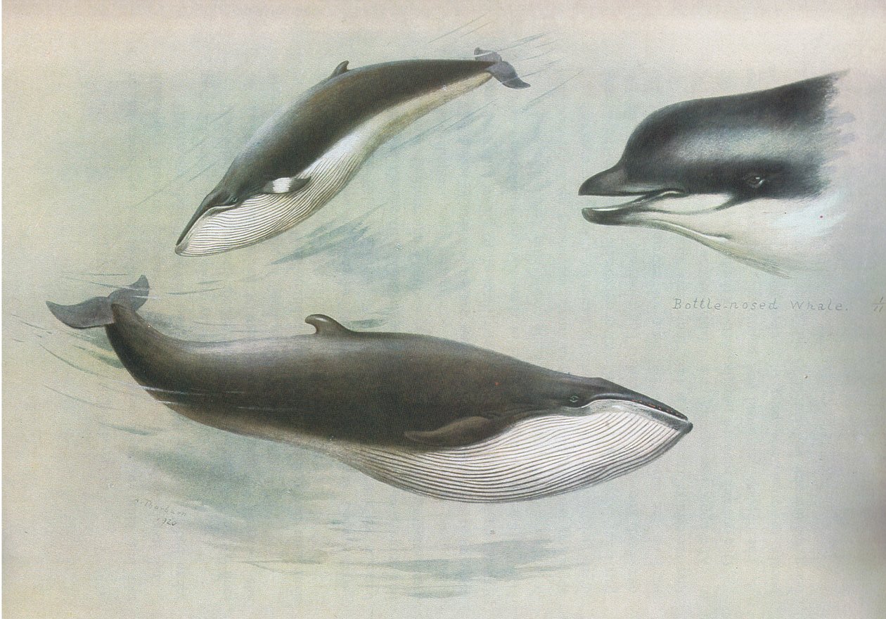 Lesser Rorqual and Rudolph