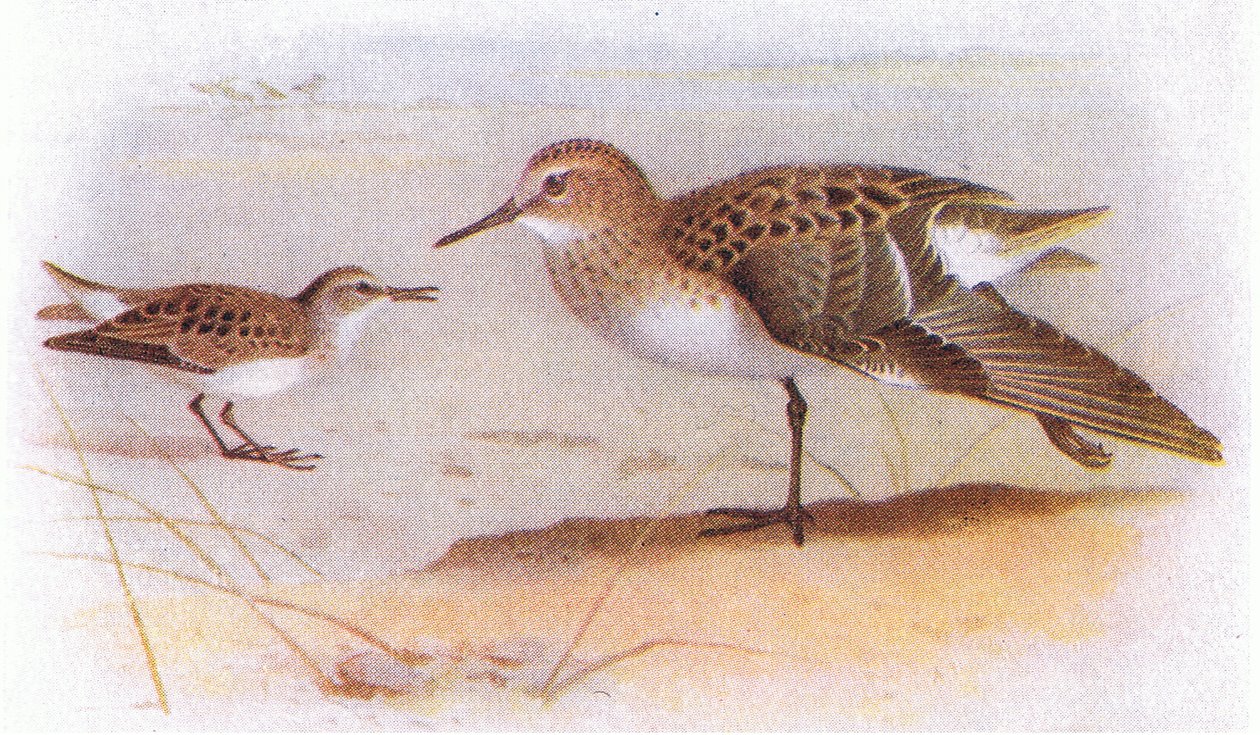 Little Stint, from Birds of the British Isles and Their Eggs by Archibald Thorburn