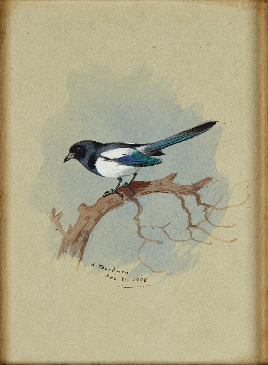 Magpie on a Branch by Archibald Thorburn