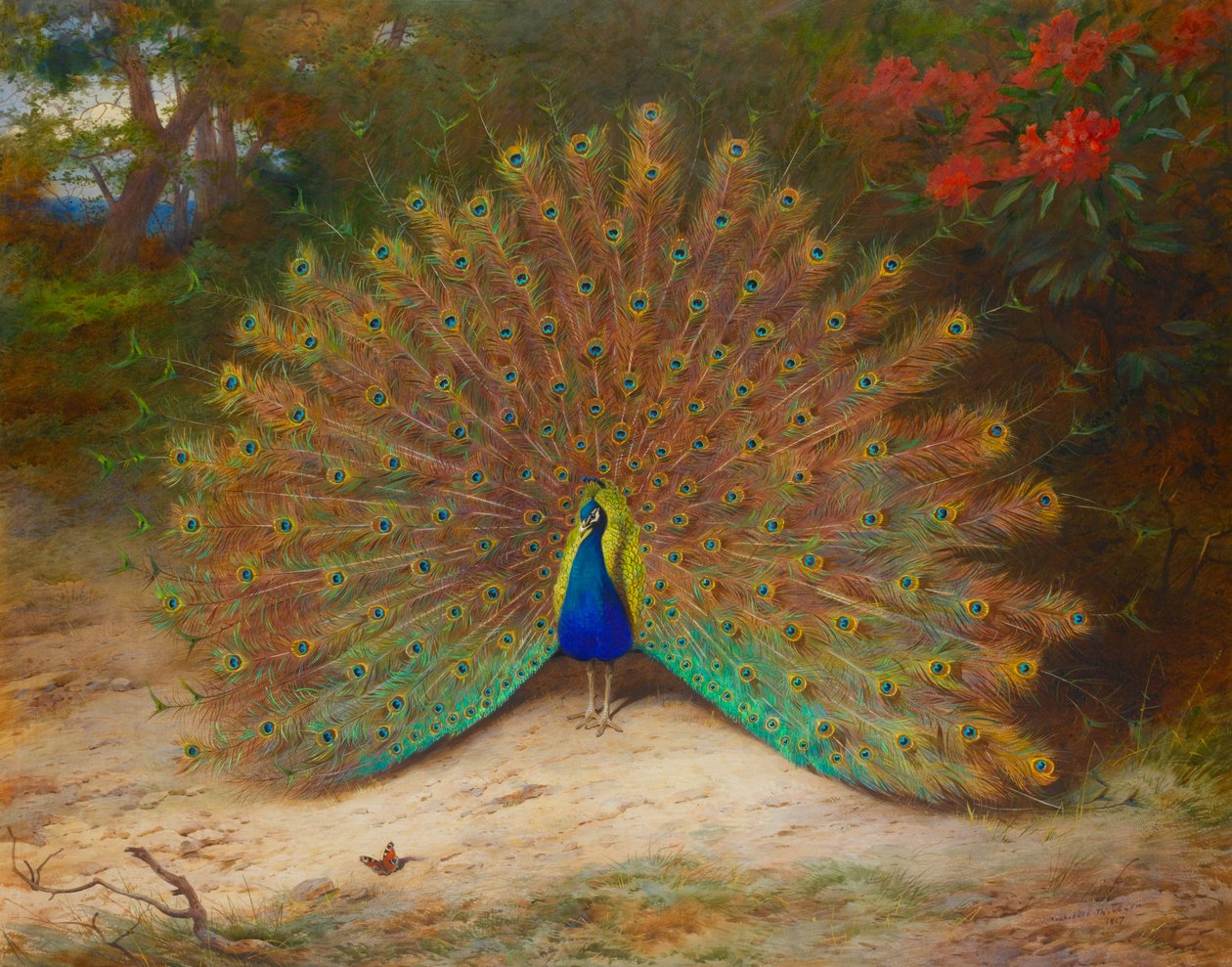 Peacock and Peacock Butterfly by Archibald Thorburn