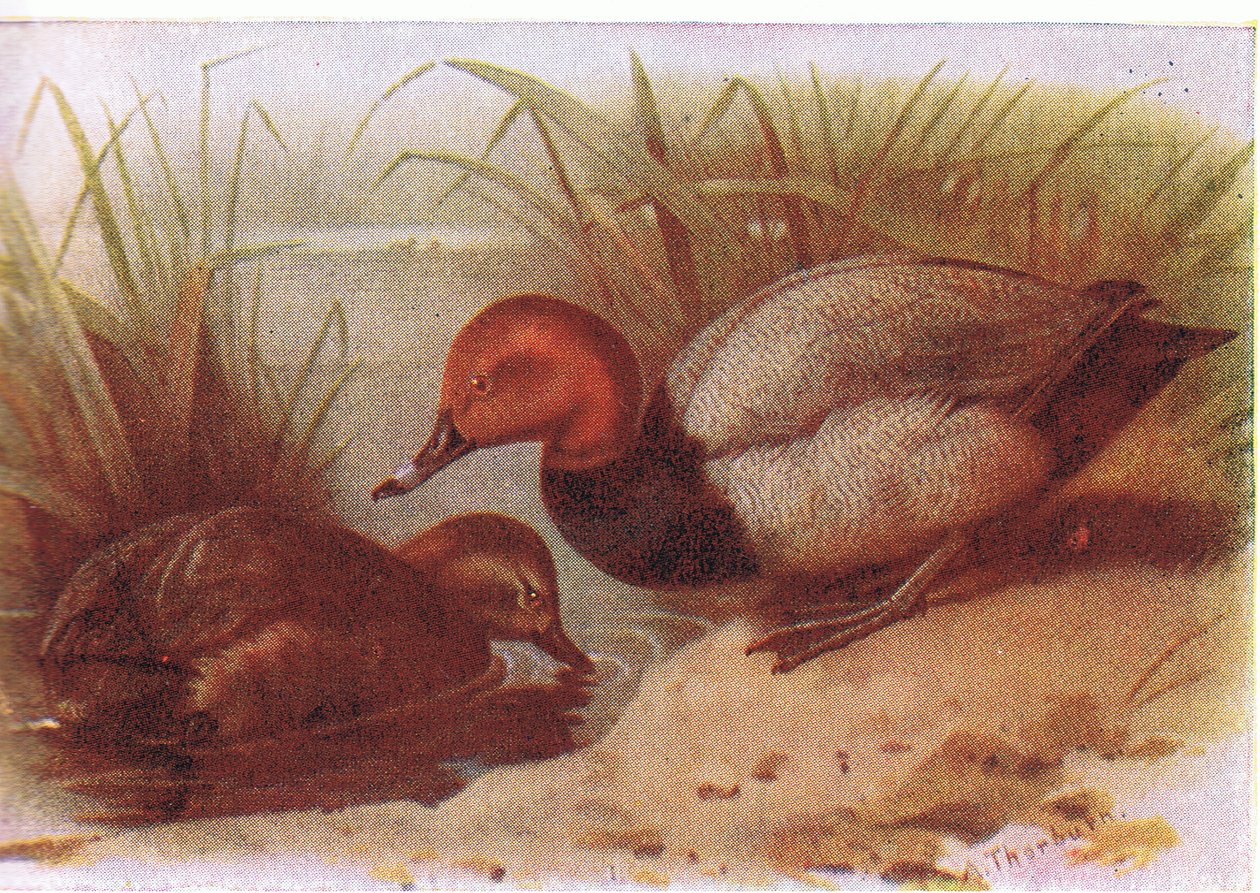 Pochard by Archibald Thorburn
