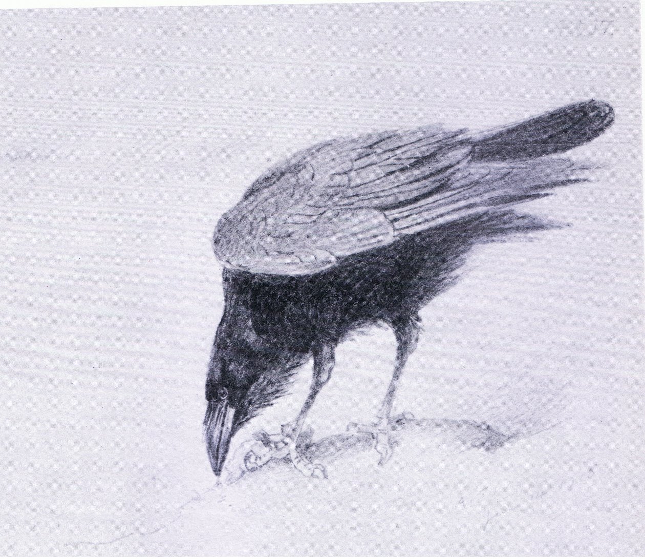 Raven, pub. by Book Club Associates by Archibald Thorburn