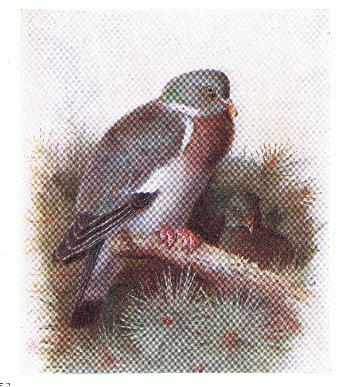 Ring Dove, from Birds of the British Isles and Their Eggs by Archibald Thorburn