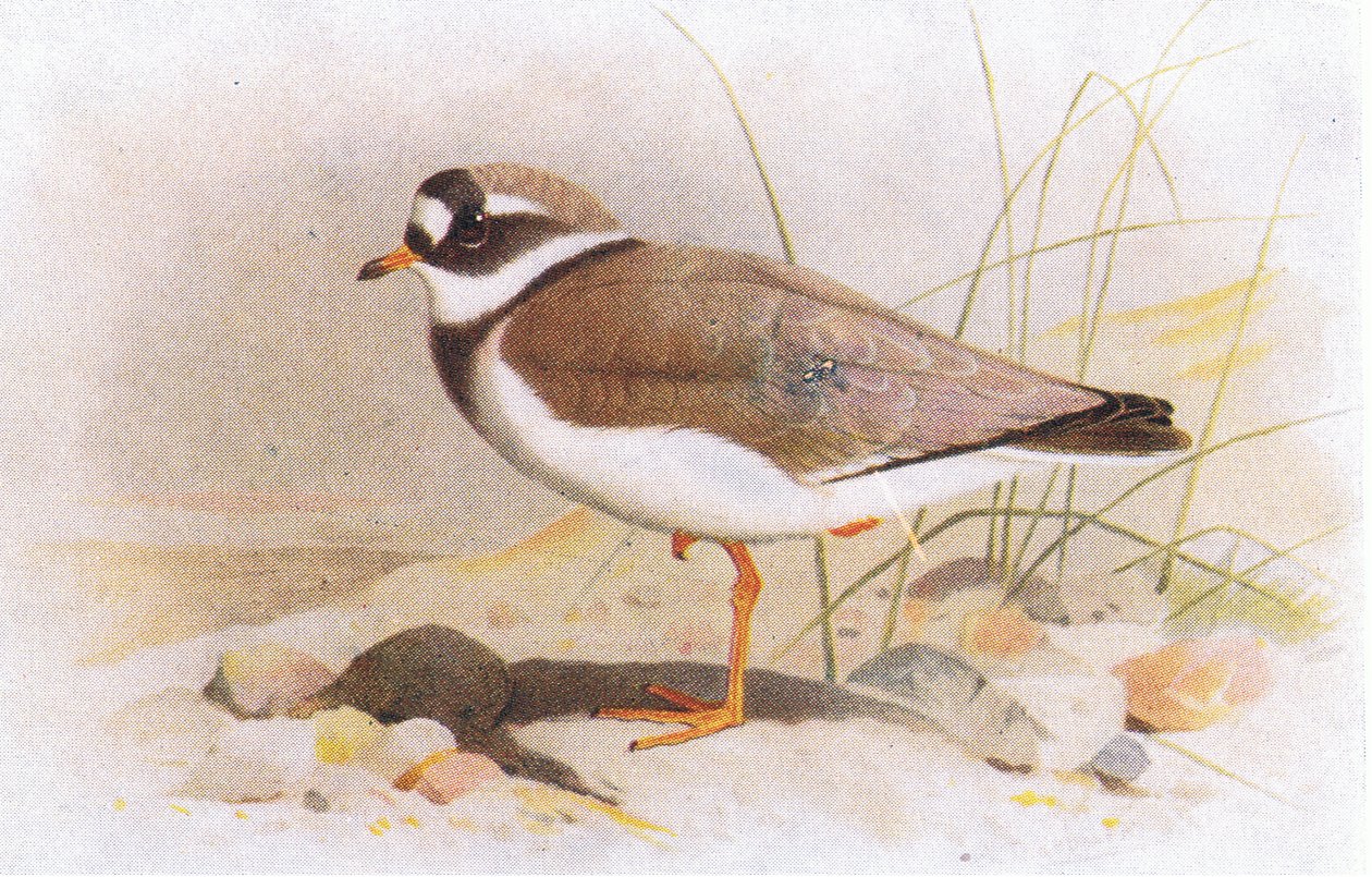 Ringed Plover, from Birds of the British Isles and Their Eggs by Archibald Thorburn
