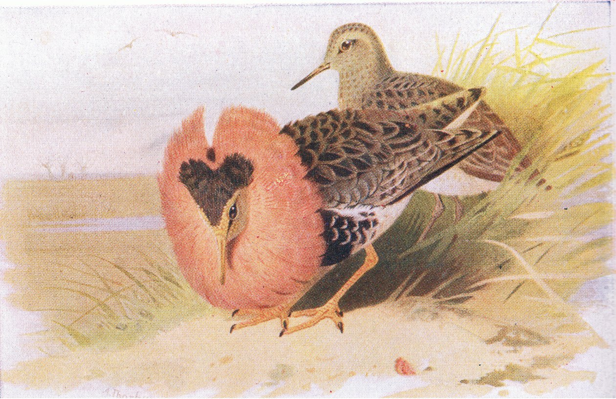 Ruffs and Reeves, from Birds of the British Isles and Their Eggs by Archibald Thorburn