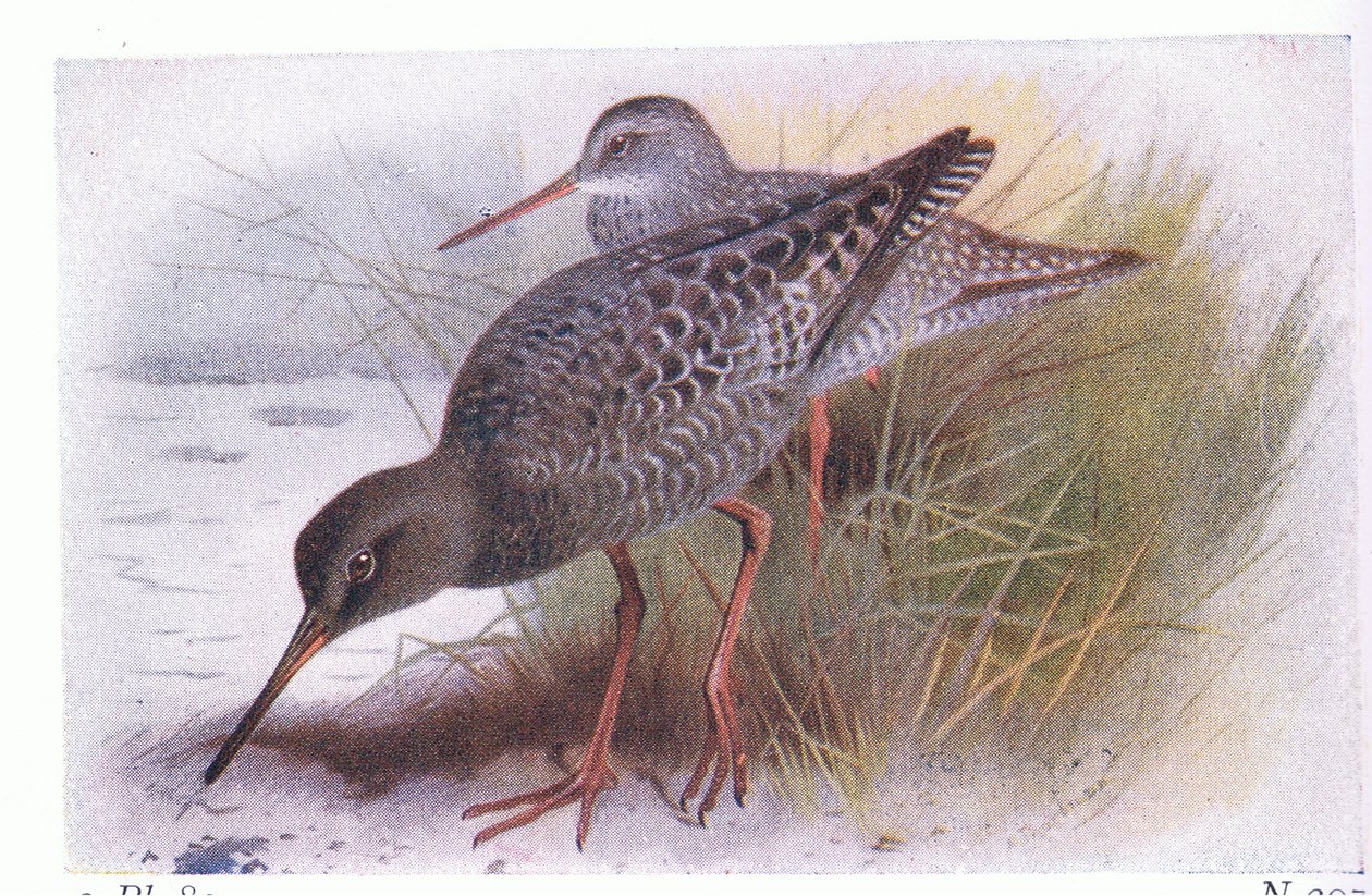 Spotted Redshank, from Birds of the British Isles and Their Eggs by Archibald Thorburn