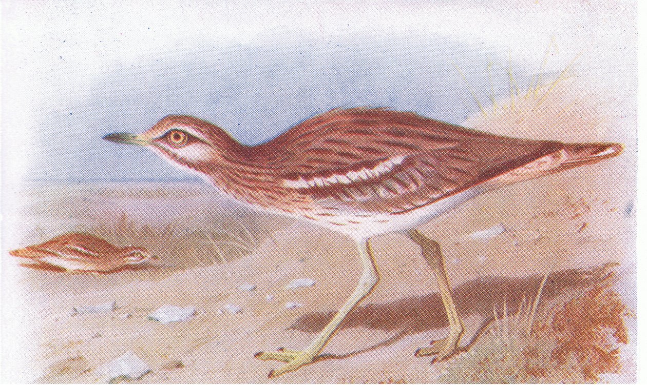 Stone Curlew, from Birds of the British Isles and Their Eggs by Archibald Thorburn