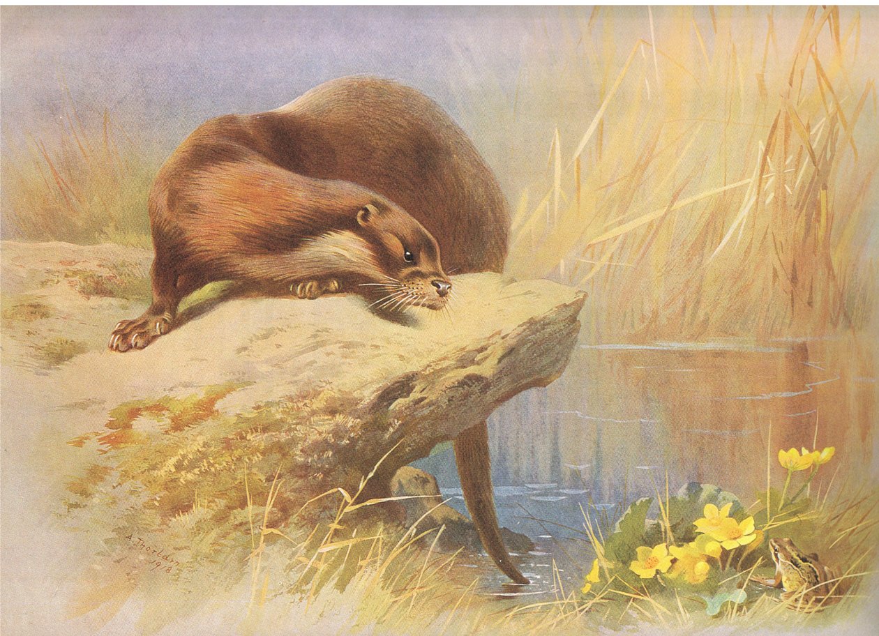The Otter, from Thorburn