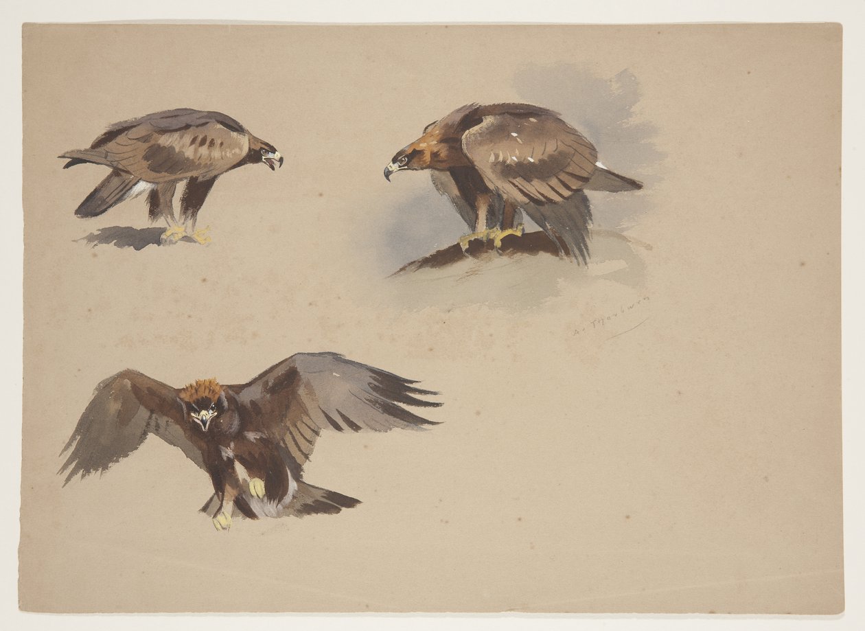 Three small sketches of a golden eagle, c.1915 by Archibald Thorburn