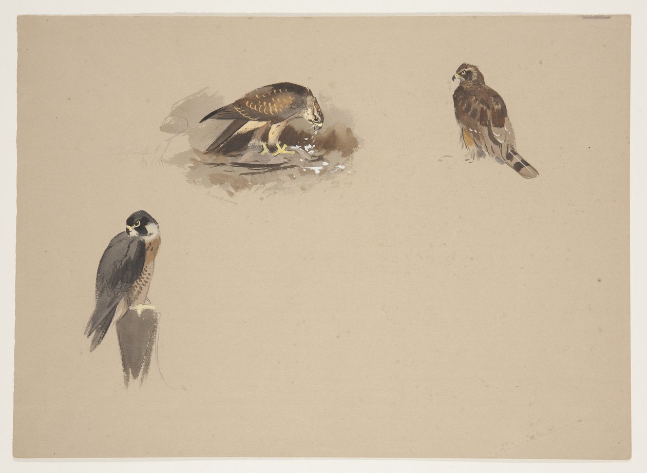 Three small vignettes of peregrine falcon and 2 other birds of prey, c.1915 by Archibald Thorburn