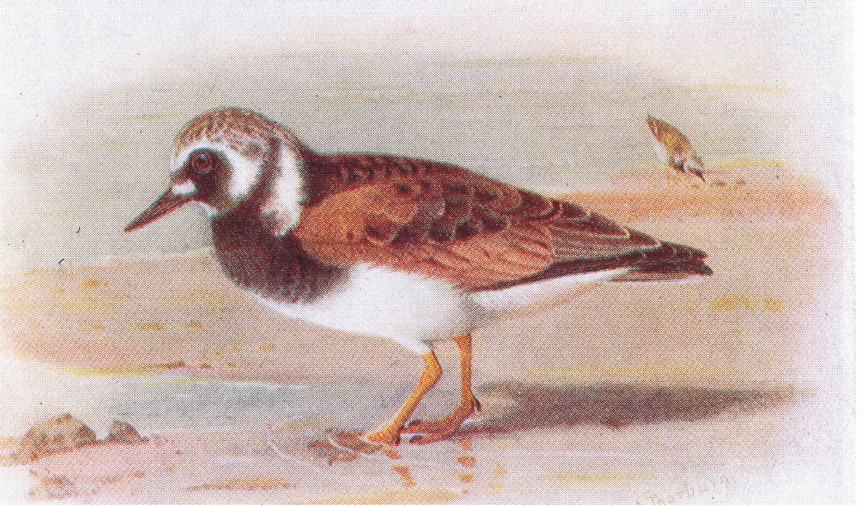 Turnstone, from Birds of the British Isles and Their Eggs by Archibald Thorburn