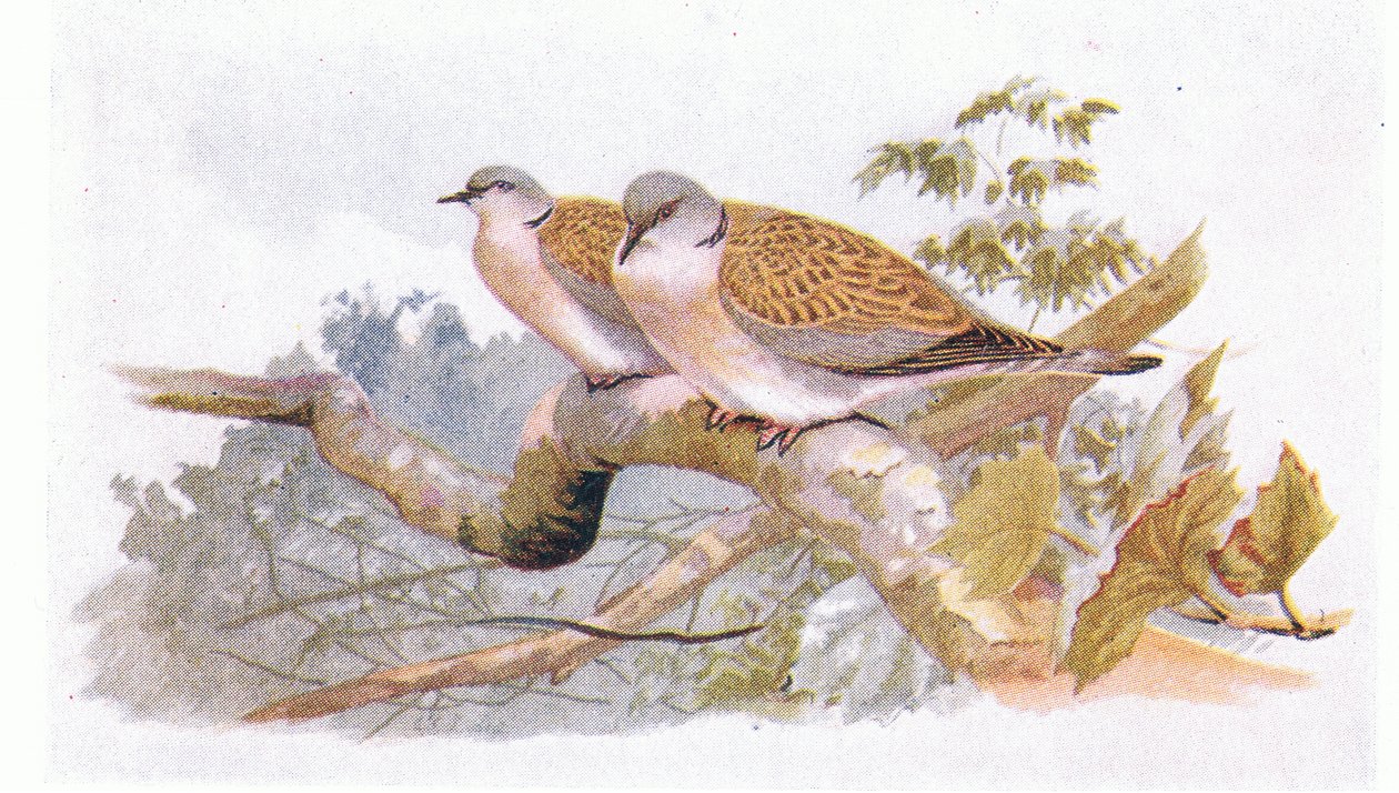 Turtle Dove, from Birds of the British Isles and Their Eggs by Archibald Thorburn
