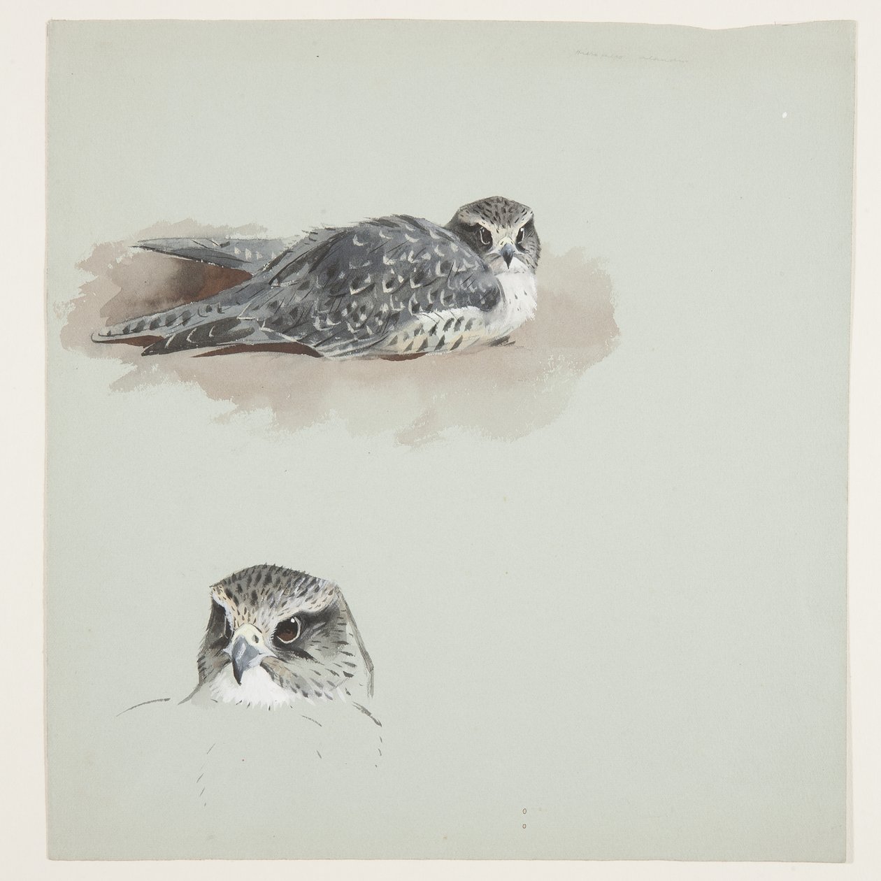 Two colour sketches of merlin, c.1915 by Archibald Thorburn