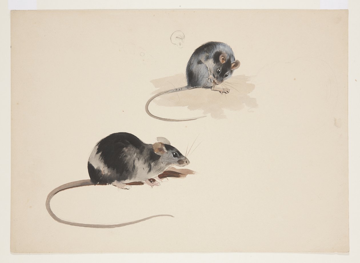 Two studies of black rat, c.1915 by Archibald Thorburn