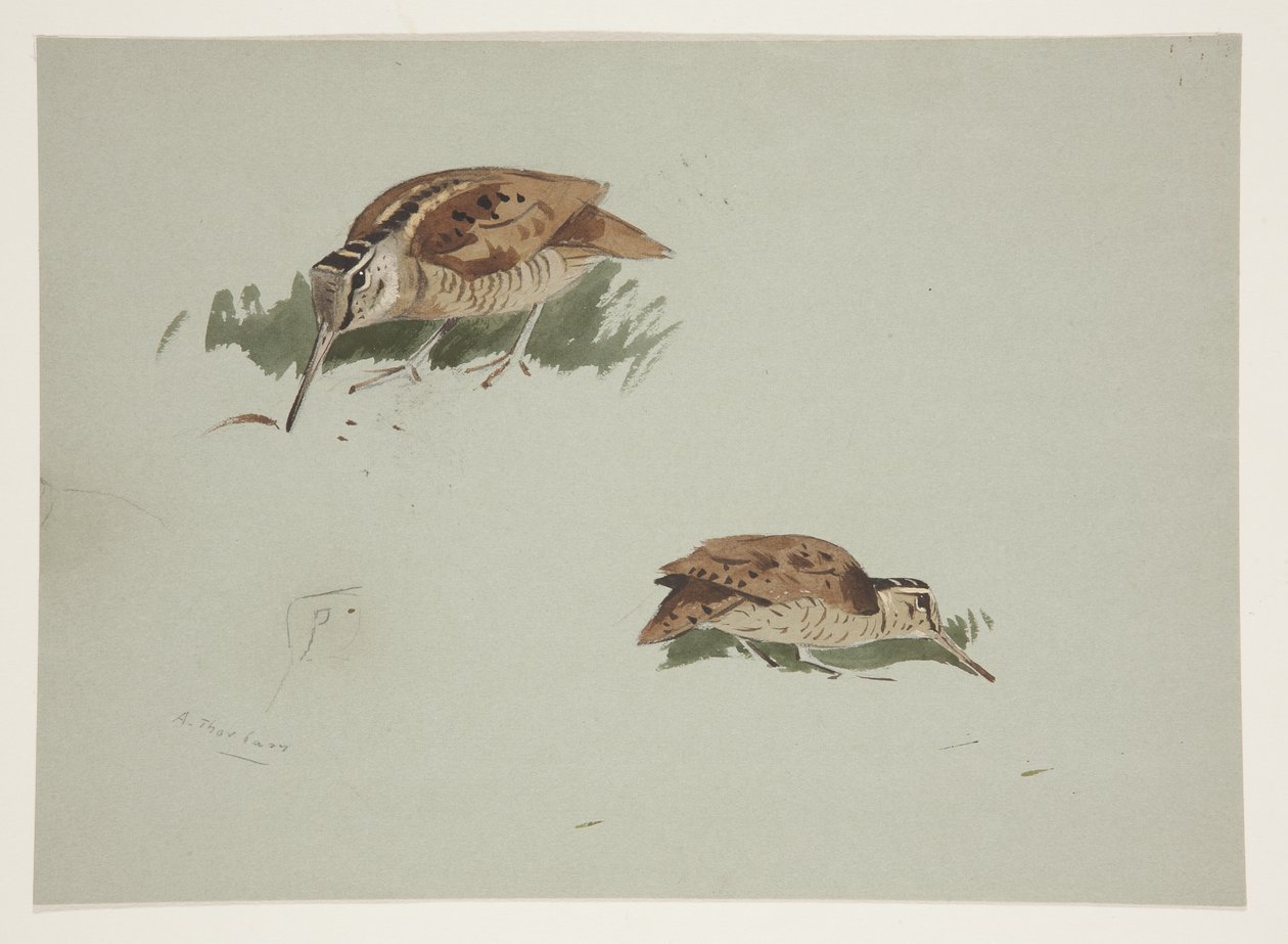 Two vignettes of woodcock, c.1915 by Archibald Thorburn