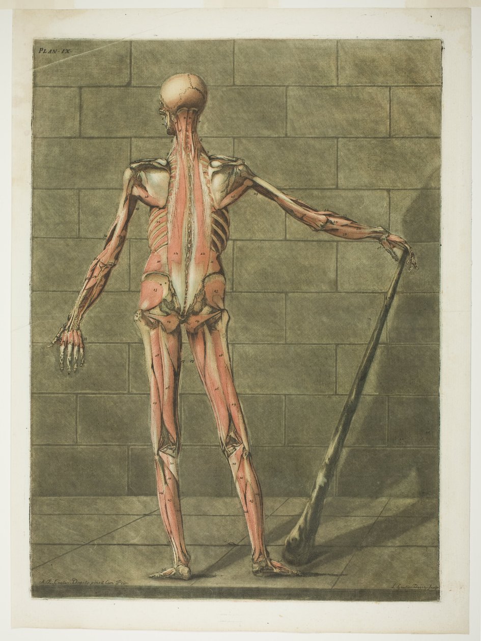 Posterior View of Muscle Man, plate nine from Complete Anatomy Course by Arnauld Eloi Gautier D