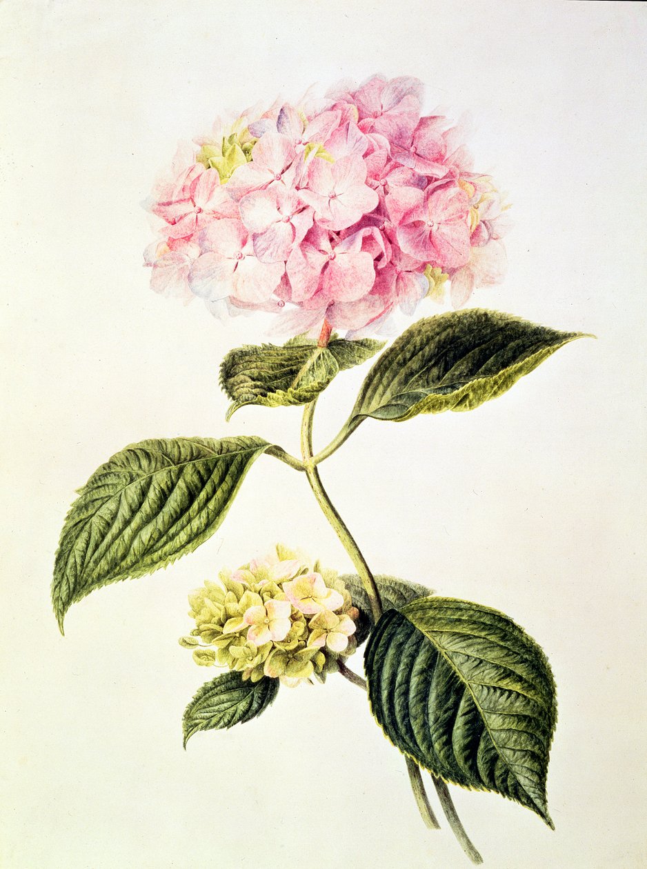 Hydrangea hortensia by Arnoldus Bloemers
