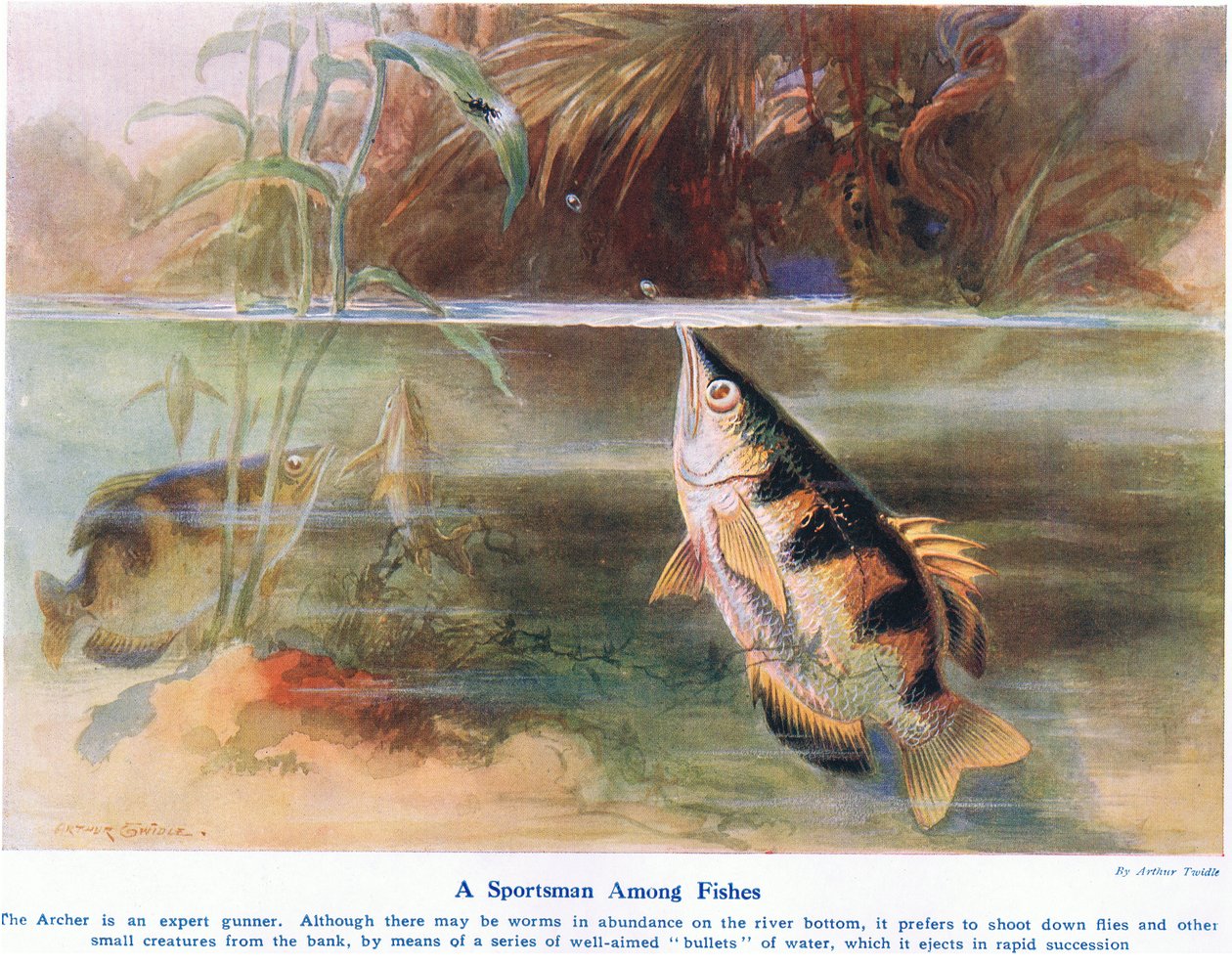 A Sportsman Among Fish, illustration from 