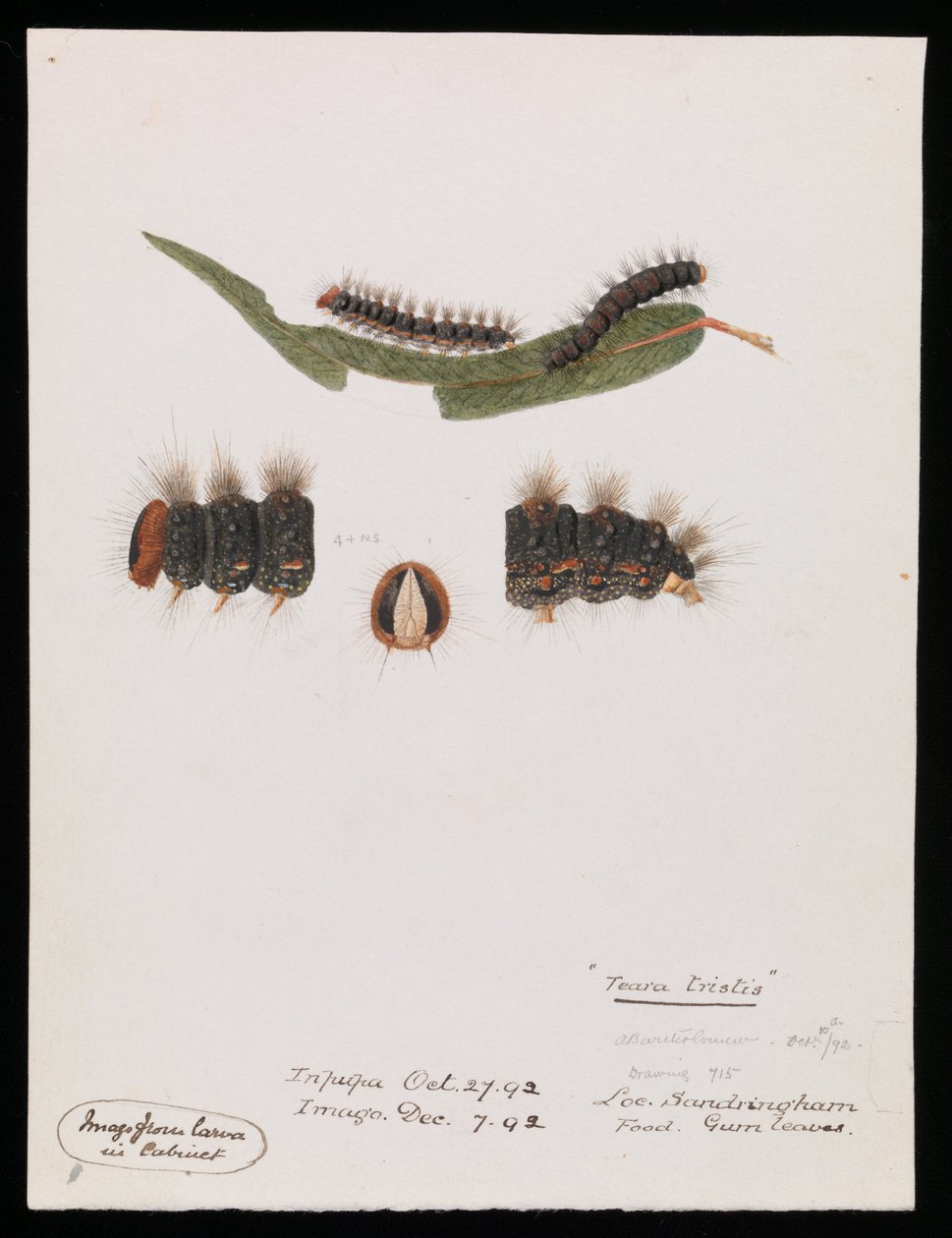 Caterpillar, Epicoma contristis, Teara tristis by Arthur Bartholomew