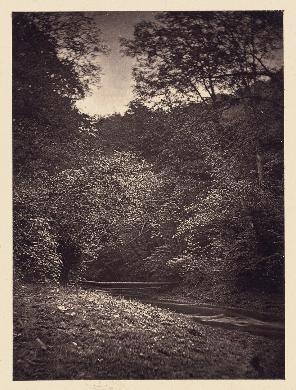 Forest Scene by Arthur Brown
