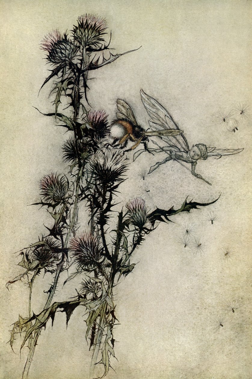 A Midsummer Night