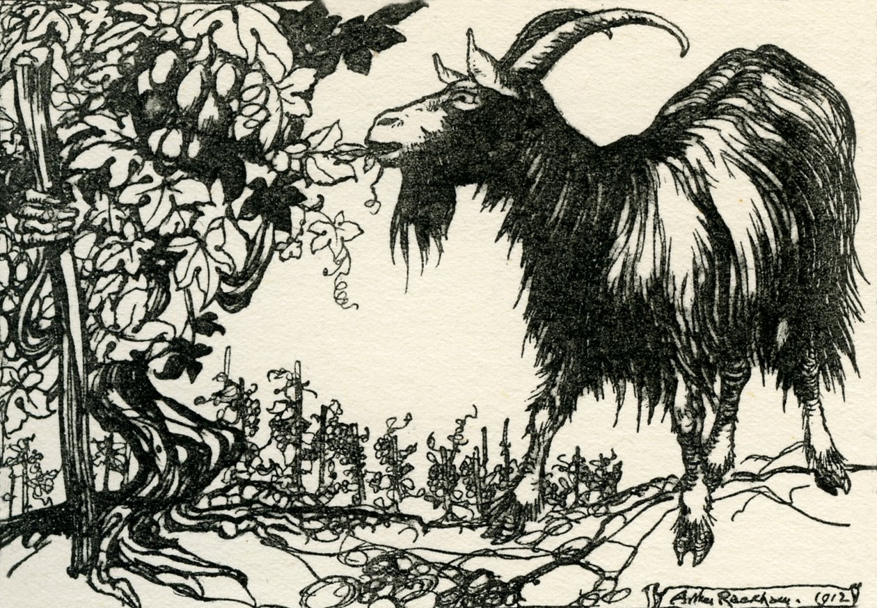 Aesop
