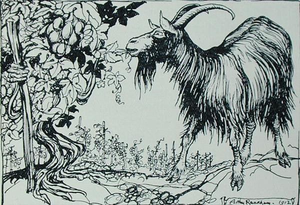 The Goat and the Vine, illustration from 