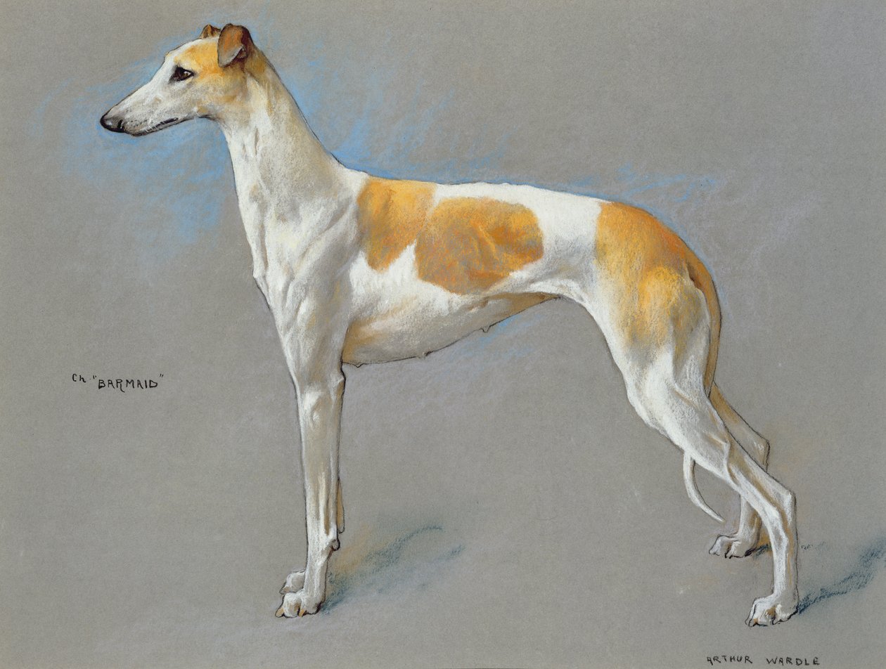 The white and fawn champion greyhound bitch 