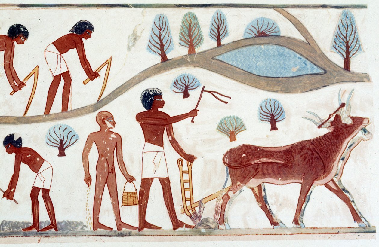 Art Egypt: Plowing Scene, Facsimile from Nakht, Period of Amenophis II (ca. 1450-1425) by Artist Unknown