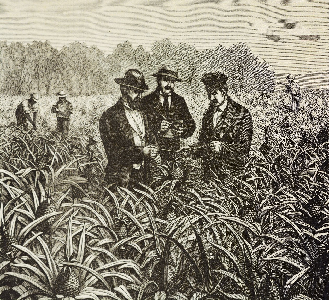 Colonization of the Bahamas (1880). Pineapple planting in New Providence Island. Pineapples were one of the products for export from the port of Nassau. by Artist Unknown