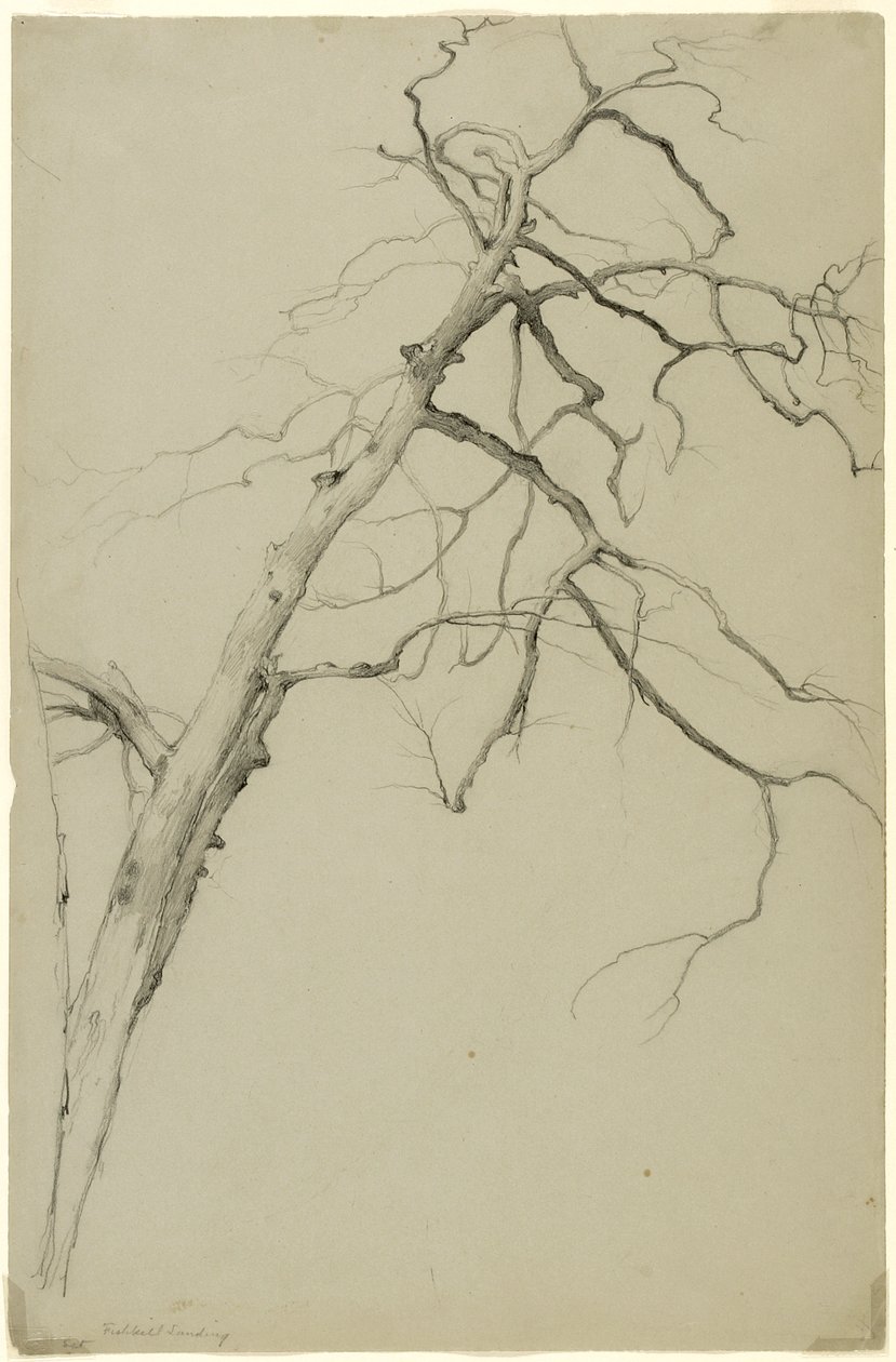 Study of Tree Branches, Fishkill Landing, New York, 1860 by Asher Brown Durand