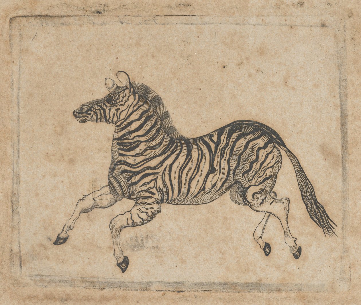 Banknote vignette showing a zebra by Asher Brown Durand.
