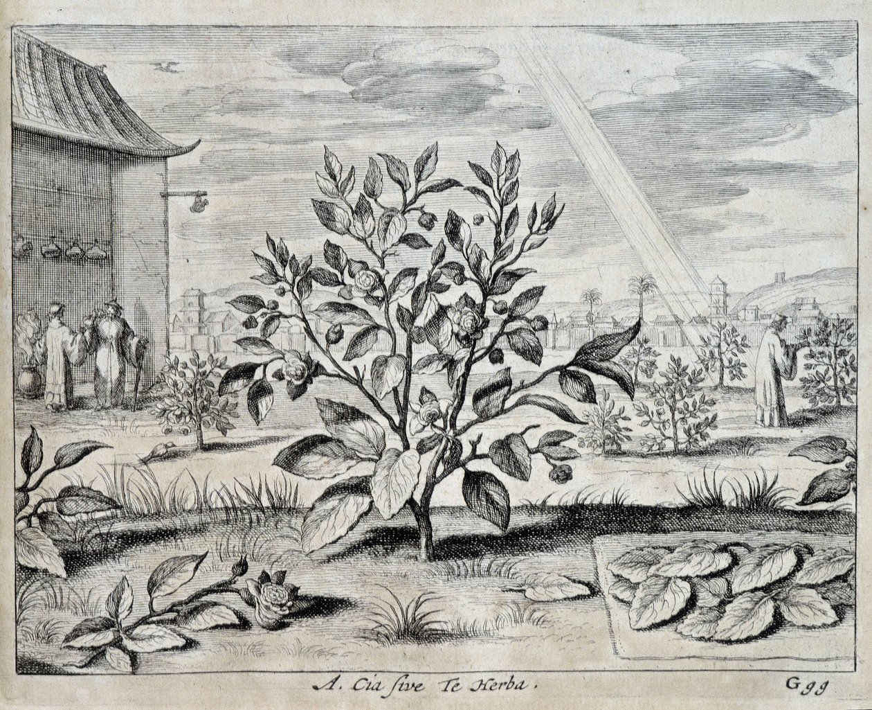Le camellia - in 