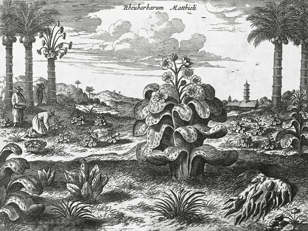 Rhubarb plant, engraving from China monuments by Athanasius Kircher
