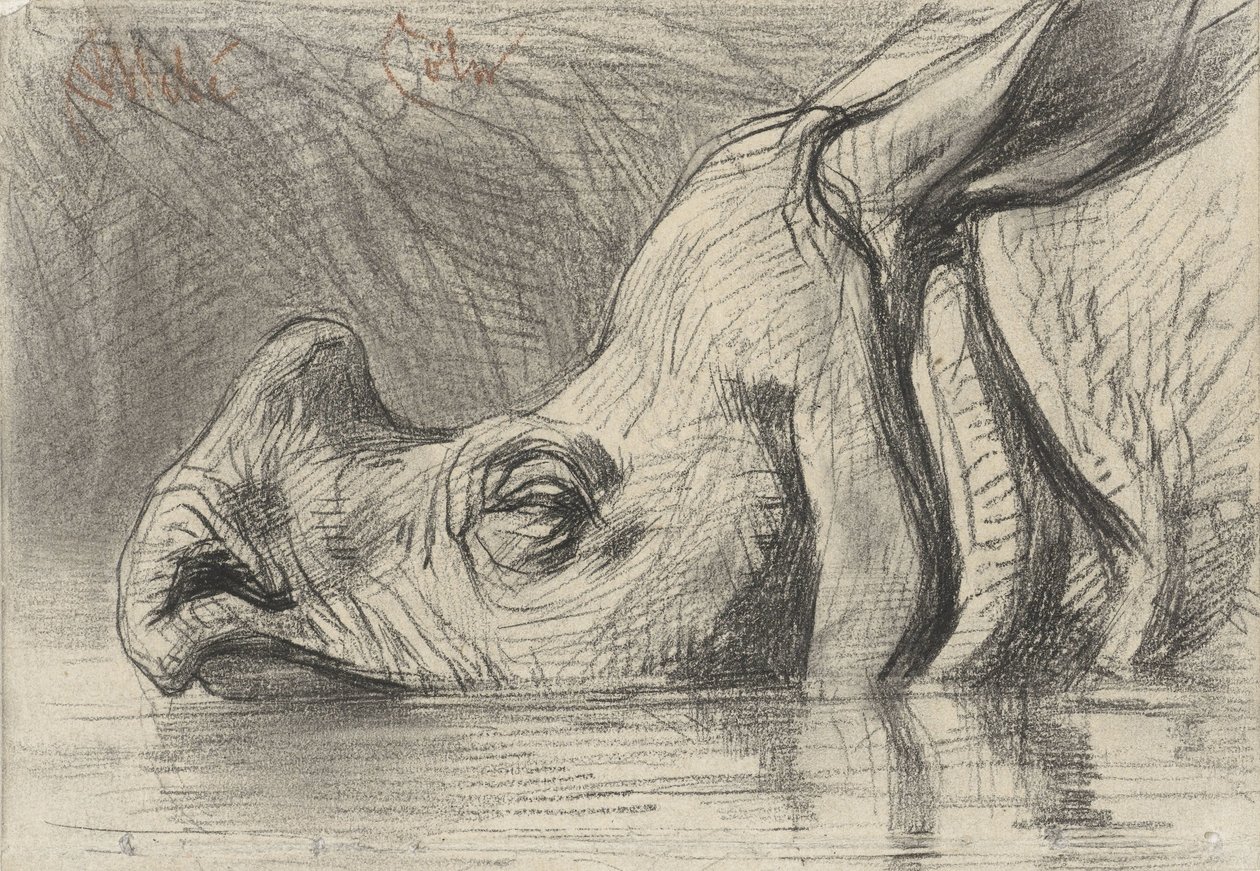 Head of a Rhinoceros, Half Submerged in the Water by August Allebe