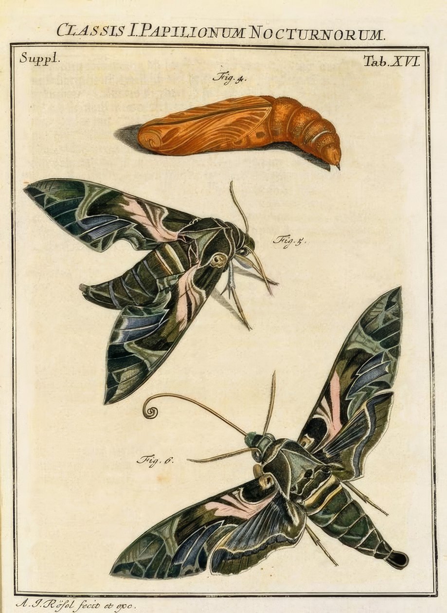 Butterfly Daphnis neri by August Johann Rösel von Rosenhof