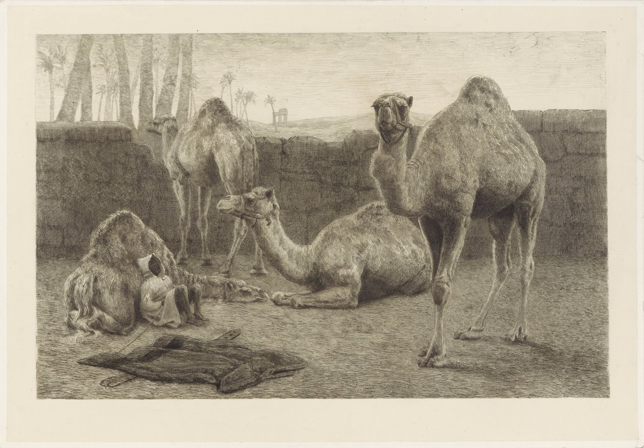 Camels by August Le Gras