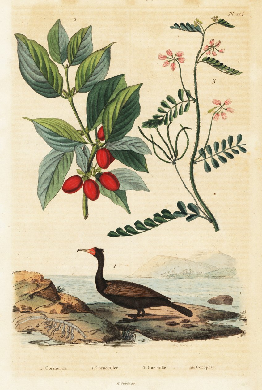 Cormorant, Cornelian Cherry and Scorpion Vetch (engraving) by Auguste Dumenil