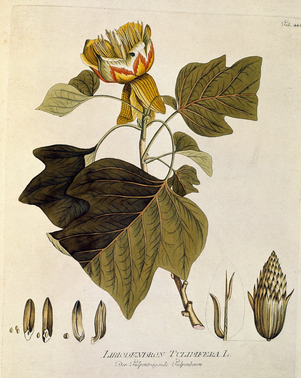Botanical: Tulip Tree of Virginia by Austrian School