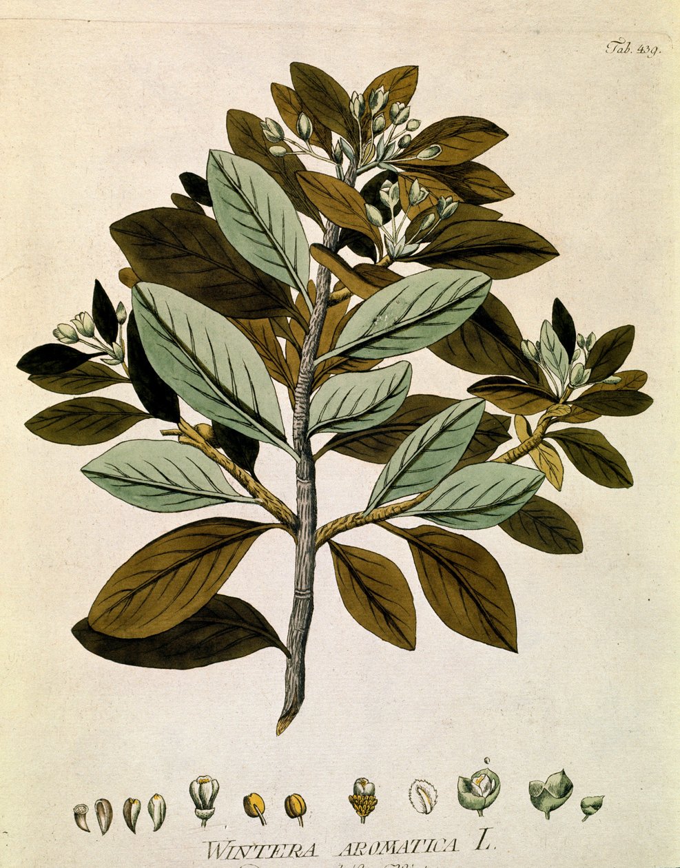 Botanical: Winter