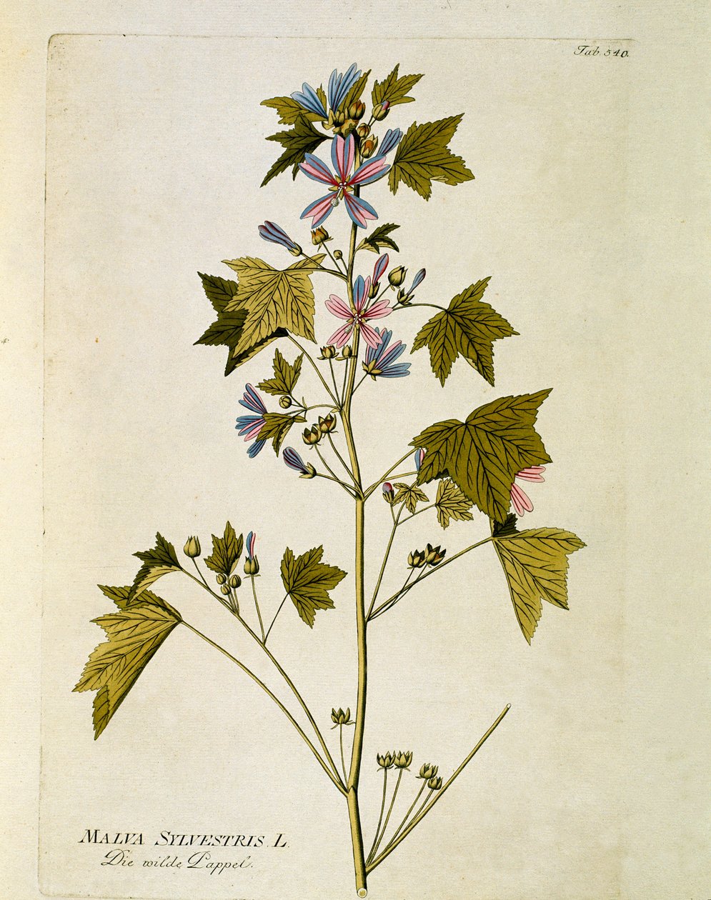 Botanical: 