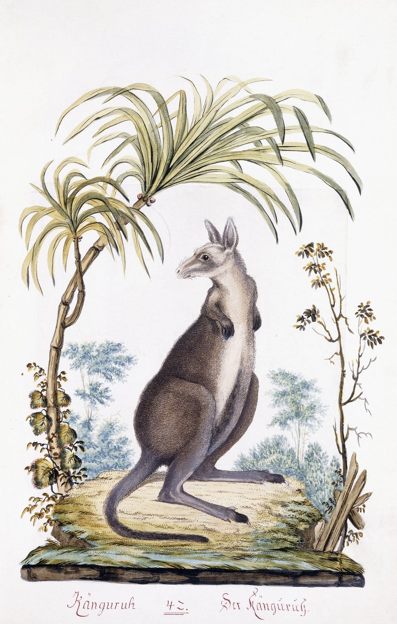 Kangaroo by Austrian School