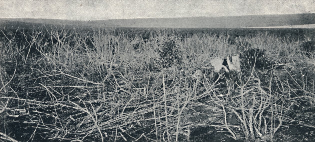 Cassava Plantation by Axel Frick