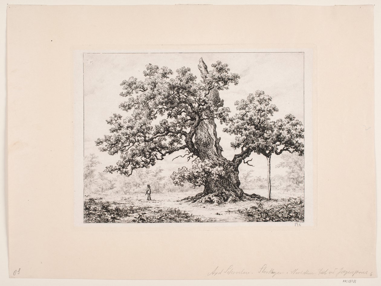 The Stork Oak, Jægerspris by Axel Schovelin