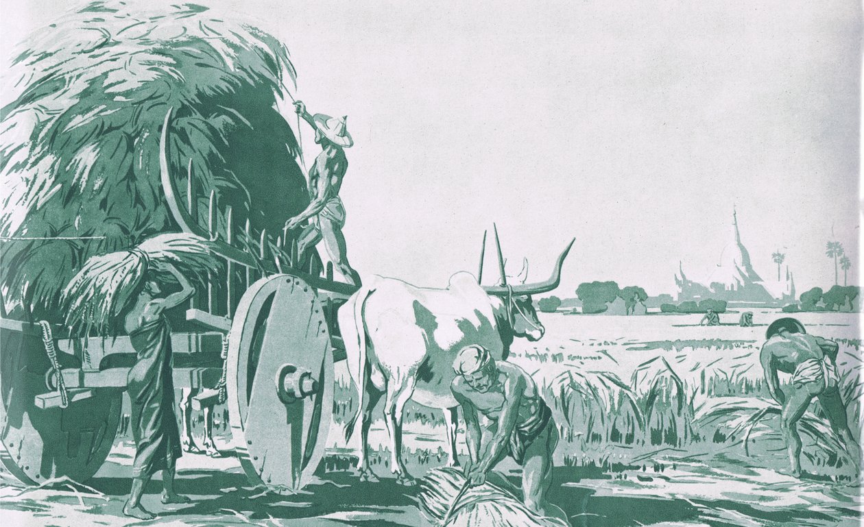A paddy field in Burma, from MacMillan school posters, c.1950-60s by Ba Nyan