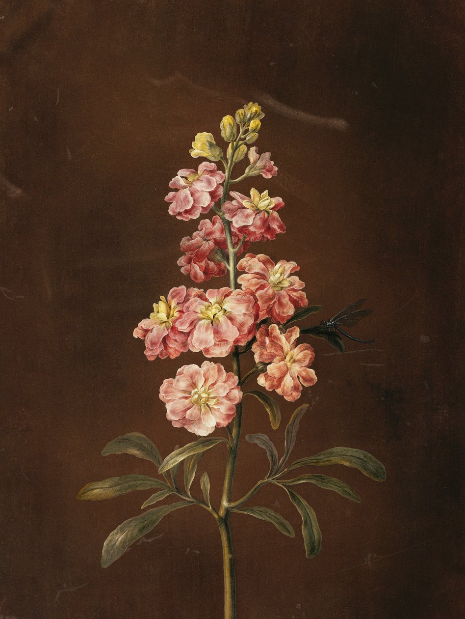 A Pink Stock with a Dragonfly by Barbara Regina Dietzsch