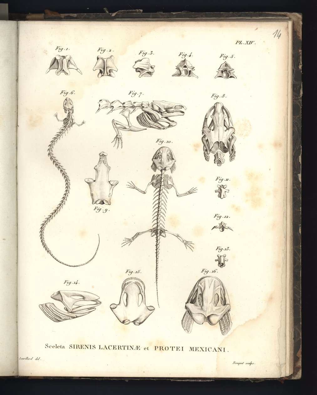 Sceleta Strenis Lacertinae et Protei Mexicani, Plate XIV, Osteology of the Sirenomelia and Axolotl by Baron Friedrich Alexander von Humboldt