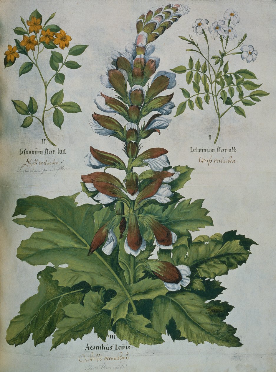A Leaf from Besler